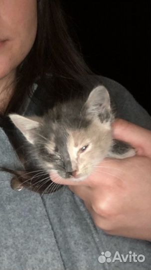 Котик в добрые руки