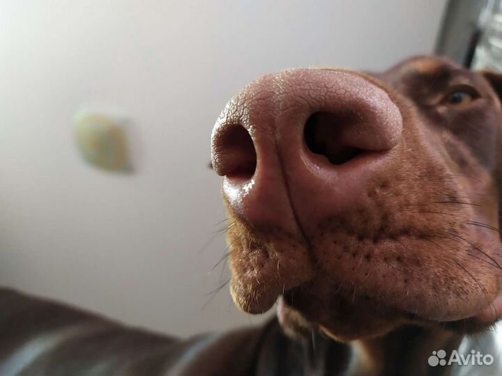 Доберман (вязка)