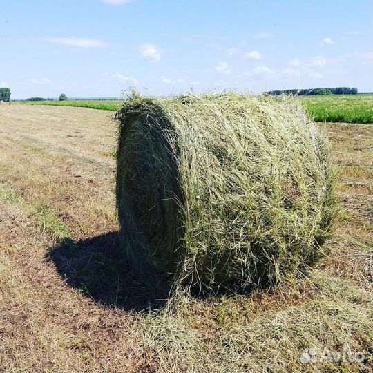 Сено в тюках