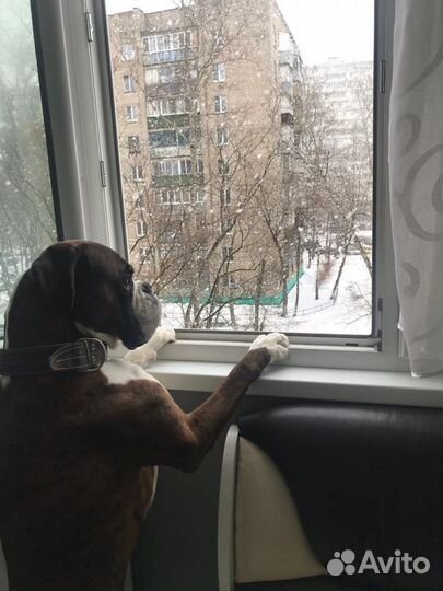 Немецкий боксер вязка