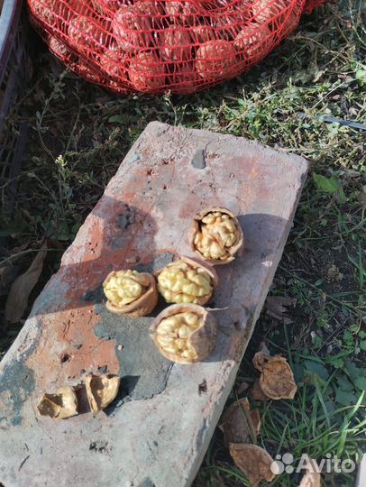 Грецкий орех в скорлупе 2024 года