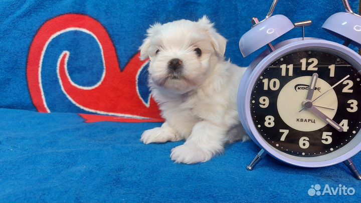 Мальтезе мини