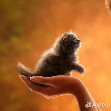 Передежка кошек/ котов/ маленьких котят