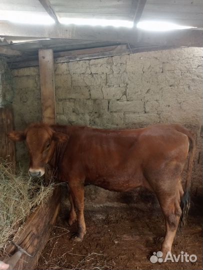 Телочки на молоко от хороших молочных коров