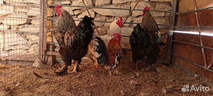 Куры петухи