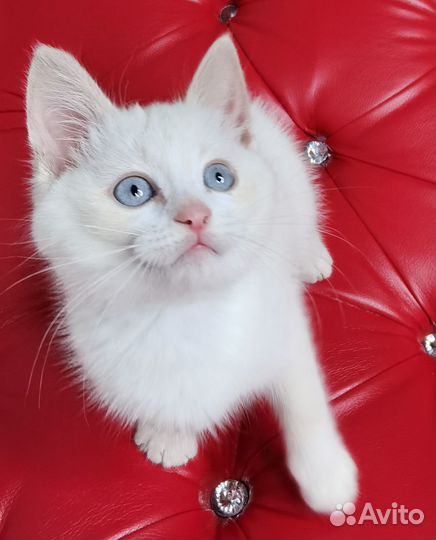 Котенок в добрые руки