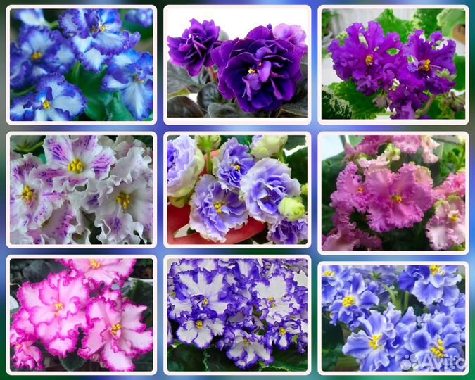 Сортовые фиалки