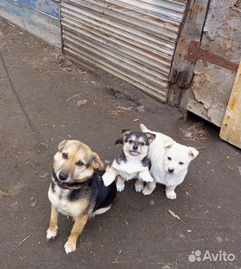 Собака в добрые руки,отдам