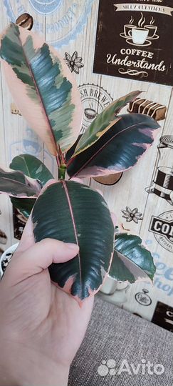 Фикус эластика белиз