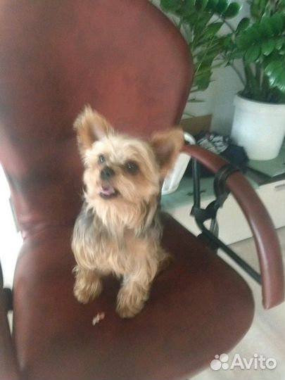 Продажа йорка- миника