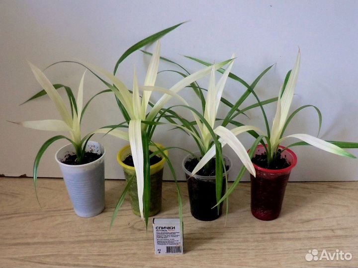 Панданус Вейча (ложная пальма)