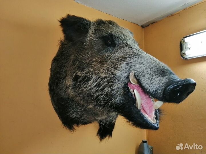 Чучело дикого кабана