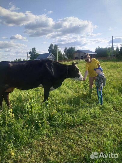 Корова дойная