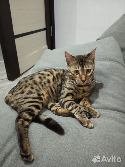 Бенгальская кошка