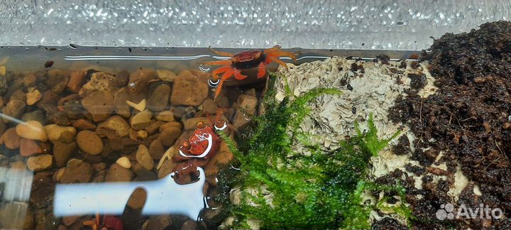 Креветки Блю Дрим, крабики и рыбки