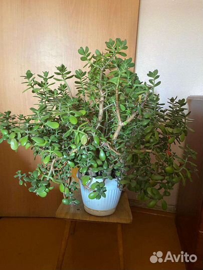 Толстянка 5 лет