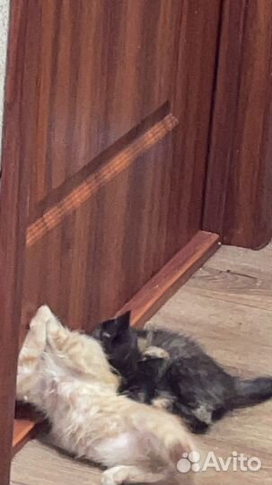 Котята отдам в добрые руки бесплатно осталась