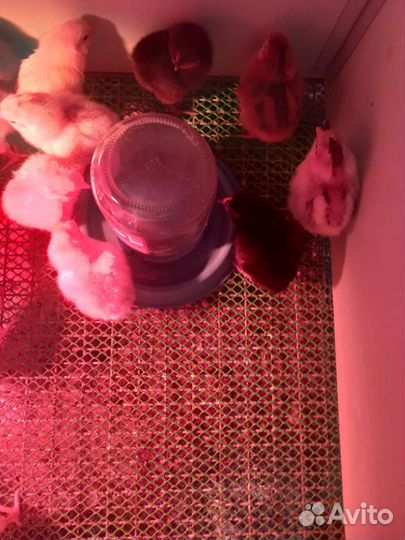 Цыплята суточные несушки