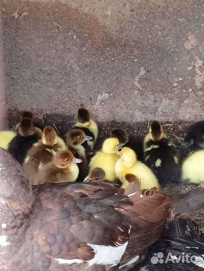 Мускусные утки индоутки индоутята