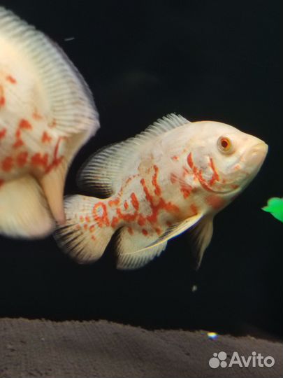 Астронотус альбинос