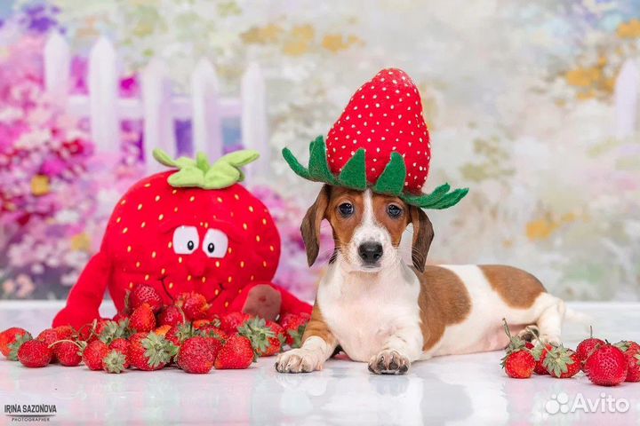 Кроличья/миниатюрная такса окрас пайболд