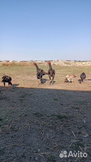 Бойцовые петухи о шамо