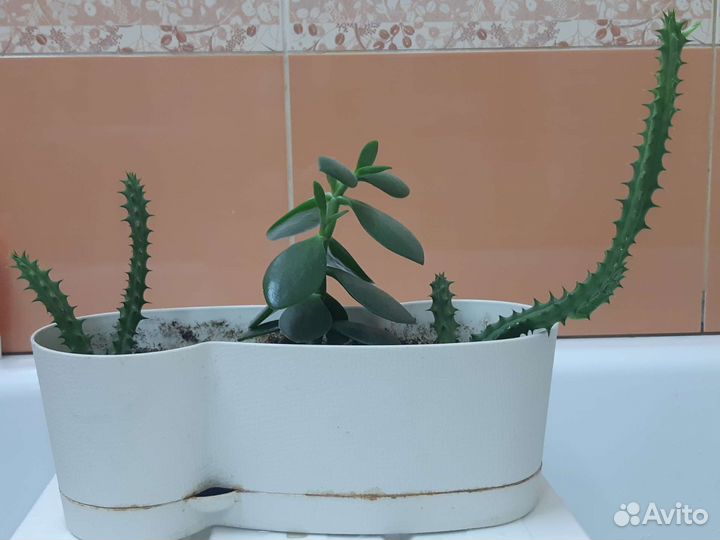 Цветочная композиция