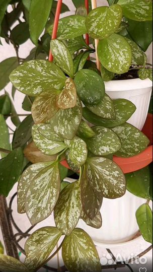 Мелколистные хойи и Лиза