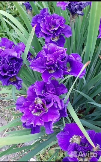 Ирис сибирский 
