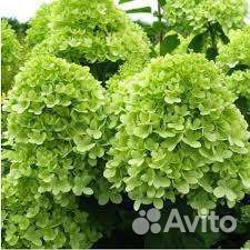 Гортензия махито метельчатая