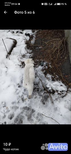 Котики бесплатно в добрые руки