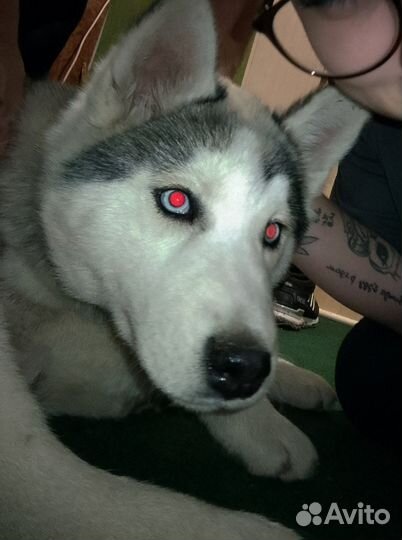 Сибирский хаски