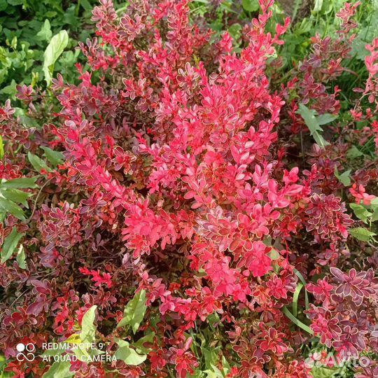 Саженцы барбариса