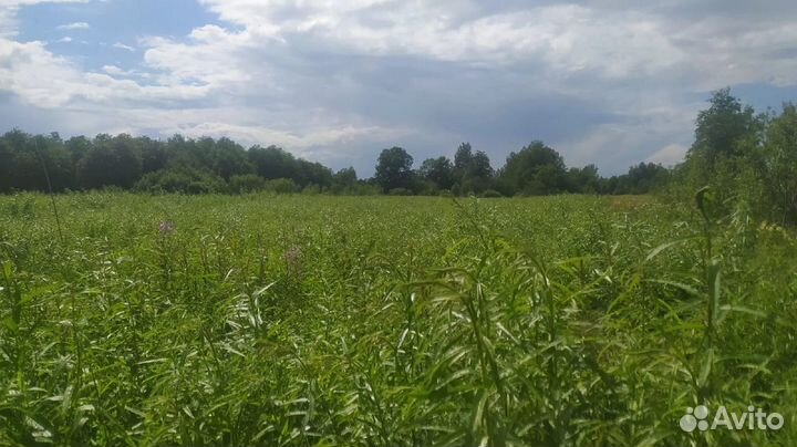 Черенки ивы Американка (американка гигантская)