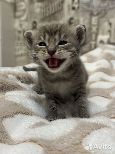 Котенок в добрые руки
