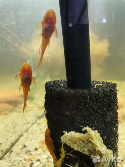 Анциструс супер ред