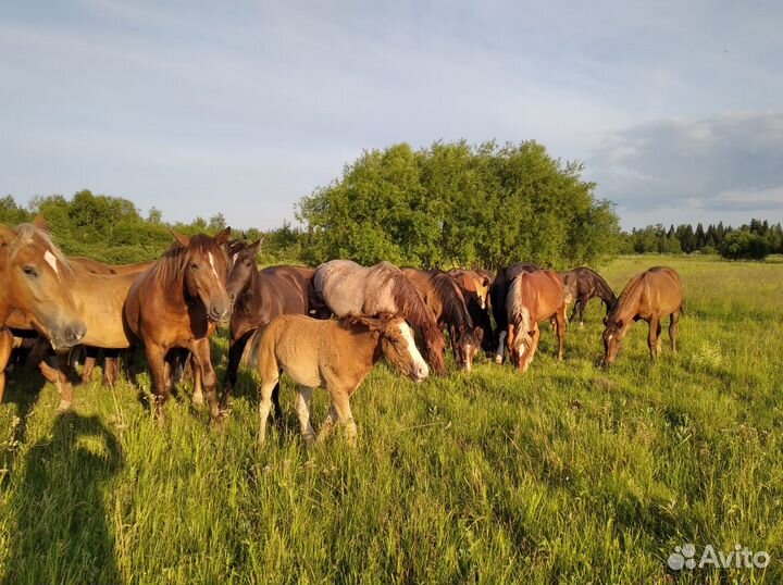 Продам лошадей