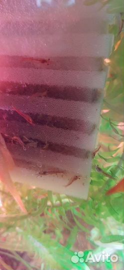 Растения,креветки,сомики,улитки