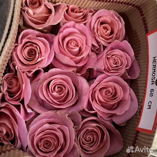 Розы эквадор оптом