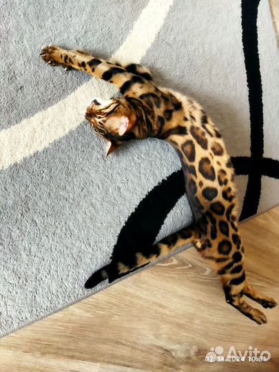 Бенгальский кот на вязку