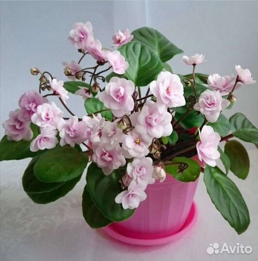 Фиалки сортовые