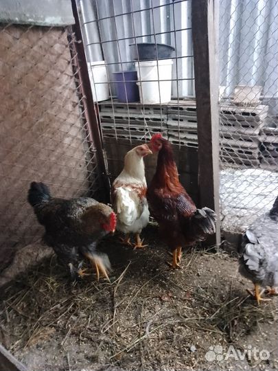 Петухи 5месяцев