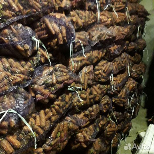 Морковь оптом