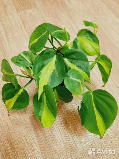 Филодендрон Сканденс Бразил