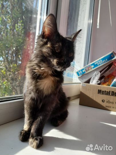Котёнок