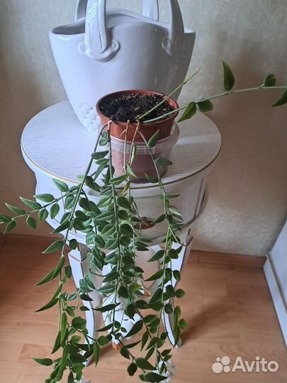Разные Хойи