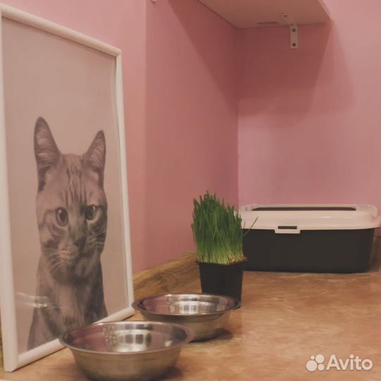 Новая Зоогостиница для кошек, SPA-услуги, груминг