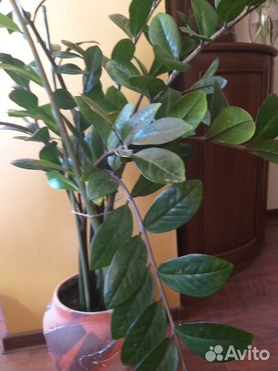 Замиокулькас