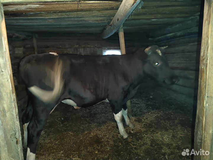 Продается бычок, 1.3 мес