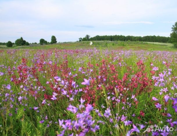 Мед 24 года натуральный опт